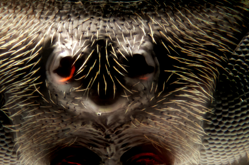 Illustration for article titled I've never seen macroscopic images as incredibly sharp as these ones